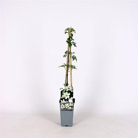 Clematis 'Joe' Pot 2 Liter