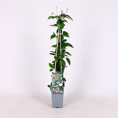 Clematis 'Marjorie' Pot 2 Liter