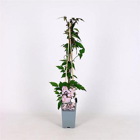 Clematis mont. rubens Pot 2 Liter