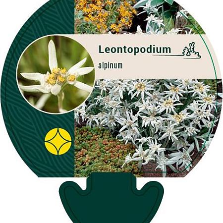 Leontopodium alpinum Pot 9 cm