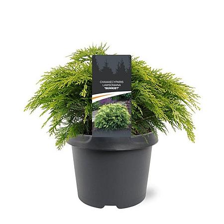 Chamaecyparis l. 'Sunkist' Pot 3 Liter 