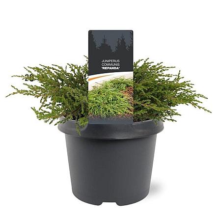 Juniperus comm. 'Repanda' Pot 3 Liter 