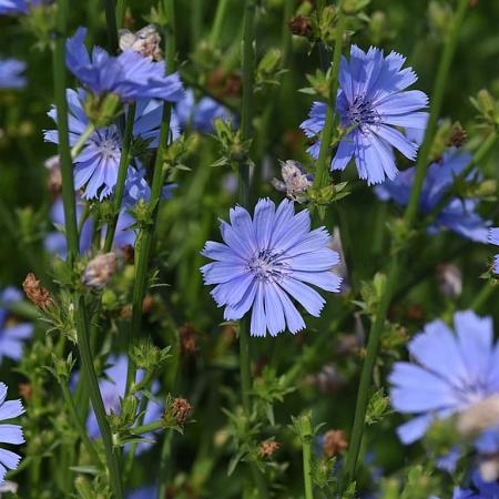 Cichorium intybus Pot 9 cm