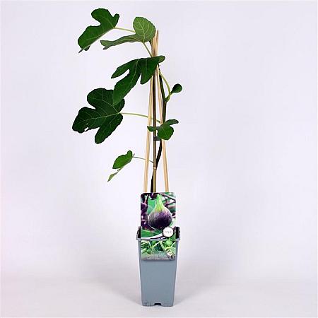 Ficus car. 'Brown Turkey' Pot 2 Liter