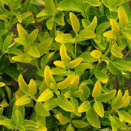 Euonymus japonicus 'El Dorado' Pot 5 Liter 