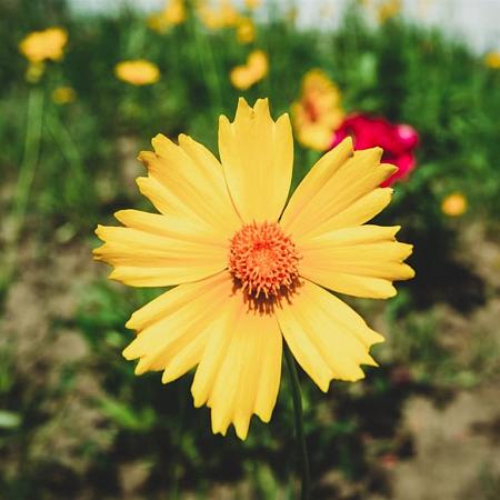 Coreopsis 'Full Moon' Pot 9 cm