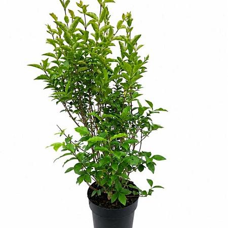 Ligustrum ovalifolium Pot 5 Liter 60 - 80 cm