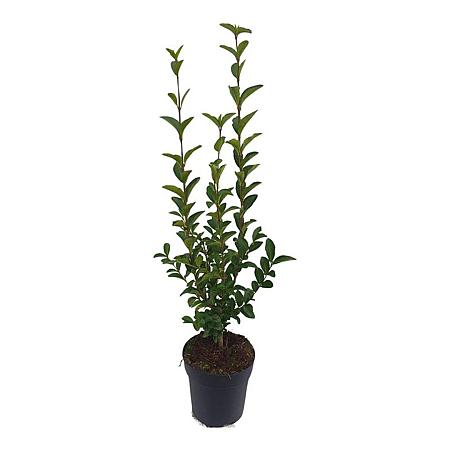 Ligustrum ovalifolium Pot 5 Liter 60 - 80 cm