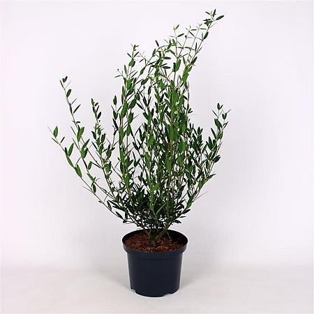 Phillyrea angustifolia Pot 5 Liter 60 - 80 cm