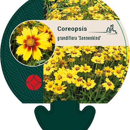 Coreopsis gr. 'Sonnenkind' Pot 9 cm