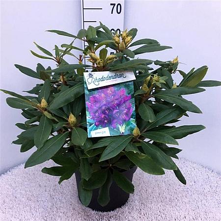 Rhododendron 'Marcel Menard' Pot 10 liter