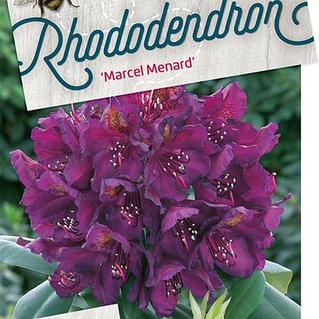Rhododendron 'Marcel Menard' Pot 10 liter