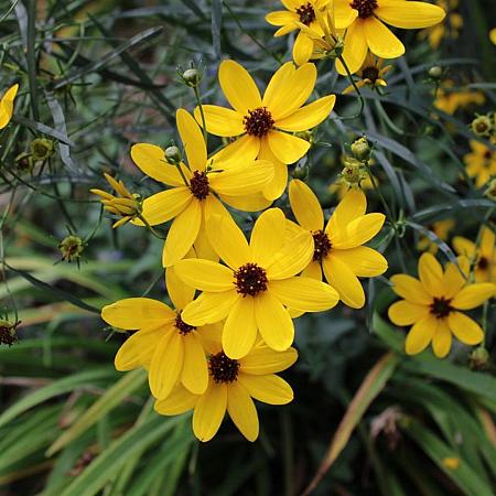 Coreopsis tripteris Pot 9 cm