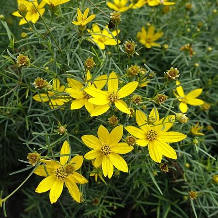 Coreopsis vert. 'Grandiflora' Pot 9 cm