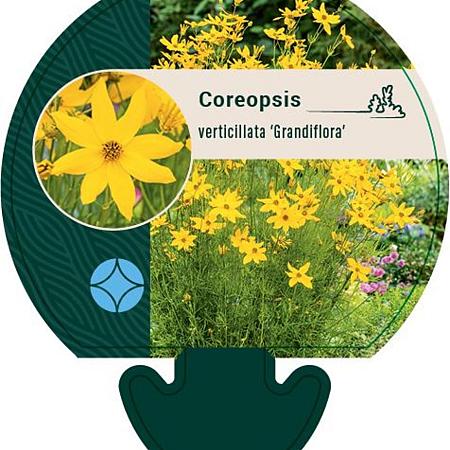 Coreopsis vert. 'Grandiflora' Pot 9 cm