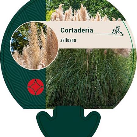 Cortaderia selloana Pot 9 cm