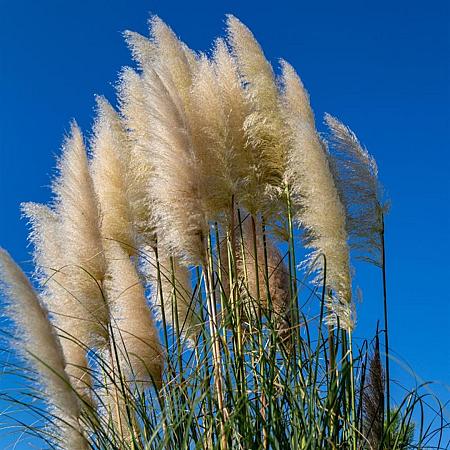 Cortaderia s. 'Pumila' Pot 9 cm