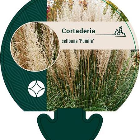 Cortaderia s. 'Pumila' Pot 9 cm