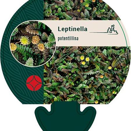 Leptinella potentillina Pot 9 cm