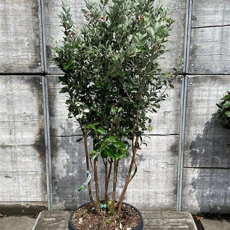 Acca sellowiana Pot 50 Liter 125 - 150 cm Meerstammig