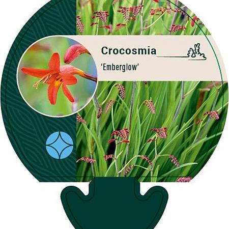 Crocosmia 'Emberglow' Pot 9 cm