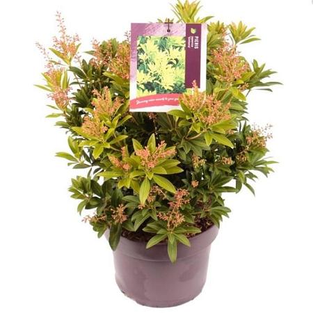 Pieris jap. 'Sinfonia' Pot 5 Liter 