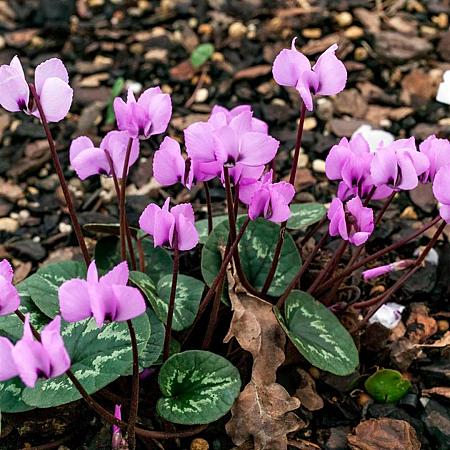 Cyclamen coum Pot 9 cm