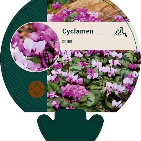 Cyclamen coum Pot 9 cm