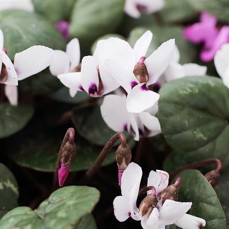 Cyclamen coum 'Album' Pot 9 cm