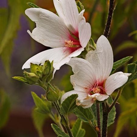Lavatera 'Barnsley' Pot 2 Liter