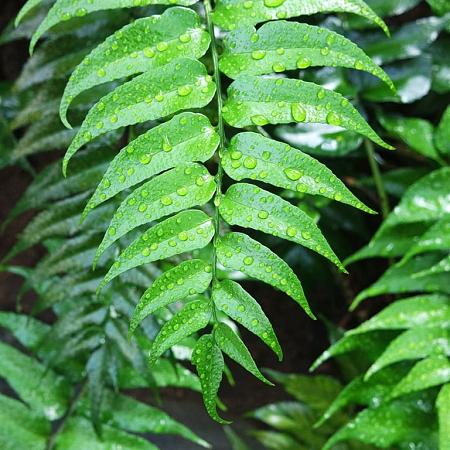 Cyrtomium falcatum Pot 9 cm