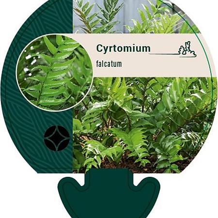 Cyrtomium falcatum Pot 9 cm