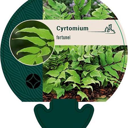 Cyrtomium fortunei Pot 9 cm