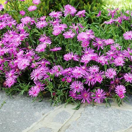 Delosperma sutherlandii Pot 9 cm