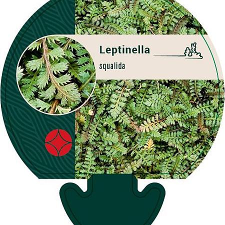 Leptinella squalida Pot 9 cm