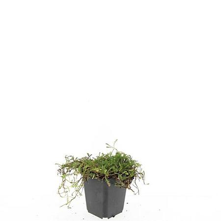 Leptinella squalida Pot 9 cm