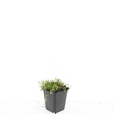 Leptinella squalida Pot 9 cm