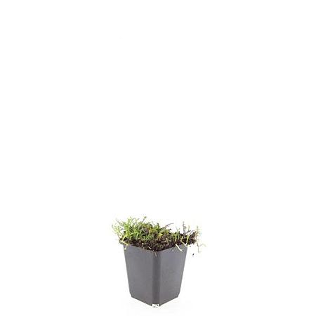 Leptinella squalida Pot 9 cm
