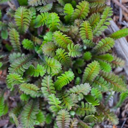 Leptinella squalida Pot 9 cm