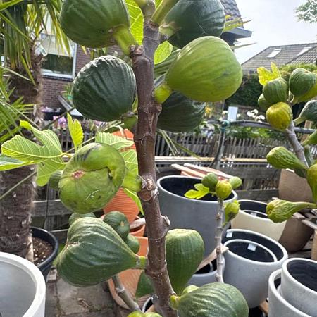 Ficus carica Pot 35 Liter Halfstam