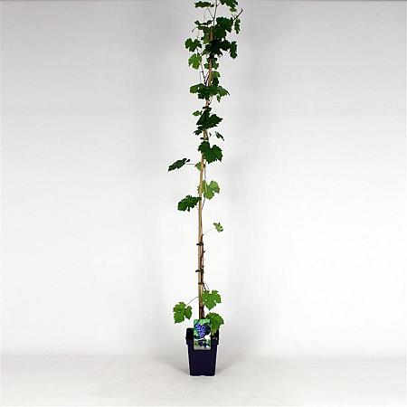 Vitis 'Boskoop Glory' Pot 5 Liter 150 - 175 cm