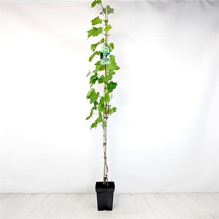 Vitis 'Vroege van der Laan' Pot 5 Liter 150 - 175 cm