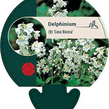 Delphinium (B) 'Casa Blanca' Pot 9 cm