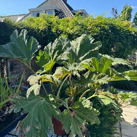 Gunnera manicata Pot 9 Liter 