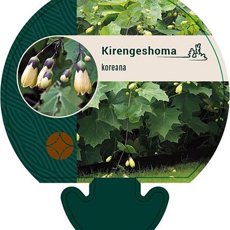 Kirengeshoma koreana Pot 9 cm