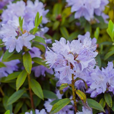 Rhododendron impeditum Pot 3 Liter 
