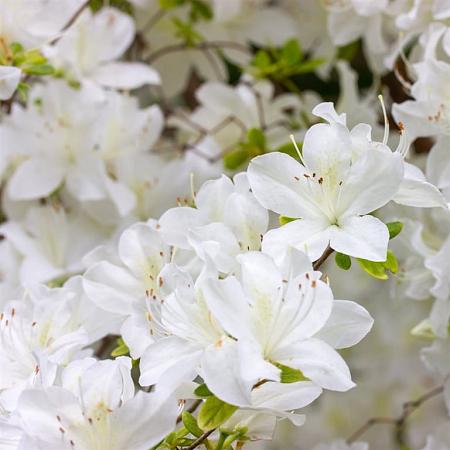 Rhododendron (AJ) 'Schneewittchen' Pot 3 Liter 