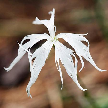 Dianthus arenarius Pot 9 cm