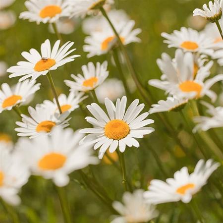 Leucanthemum (S) 'Alaska' Pot 9 cm