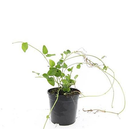 Vinca major Pot 1,5 liter